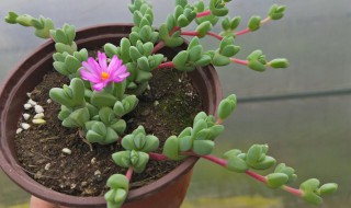 盆栽多肉群碧玉怎么养（多肉碧玉图片欣赏）