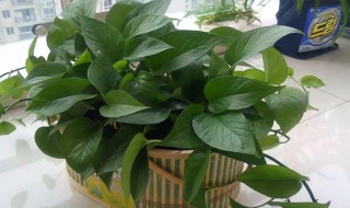 冬天的绿萝怎么养才能越养越旺(冬天绿萝怎么样养)