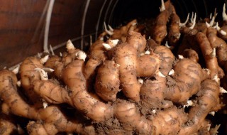 带泥生姜怎么储存方法 带泥生姜怎么储存方法图片