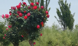 月季树什么时候移栽最好 老桩月季什么时候移栽最好