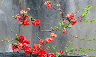 盆栽海棠树冬天怎么过冬（盆栽海棠树冬天怎么过冬天呢）