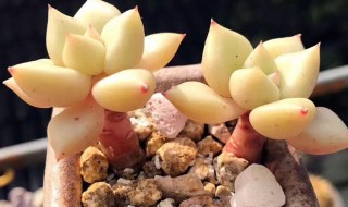 多肉冻蔫了快速补救办法（多肉冻蔫了怎么补救）