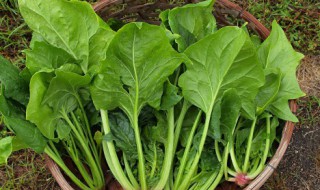 菠菜面筋粉丝汤（菠菜面筋调料汁）