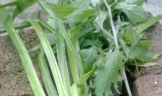 艾蒿怎么养（艾蒿怎么养殖）