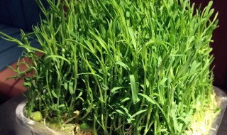 芝麻苗可以移栽吗（芝麻苗可以移栽吗视频）