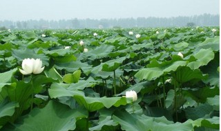 盆栽莲藕怎么种植 盆栽莲藕怎么种植方法视频