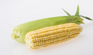 玉米功效与作用及禁忌 玉米作用与功效和营养