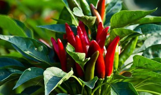 家养小辣椒花怎么养 家养小辣椒花怎么养活