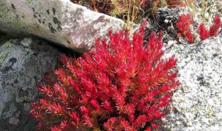 红景天的功效与作用及禁忌(红景天泡水喝的功效)