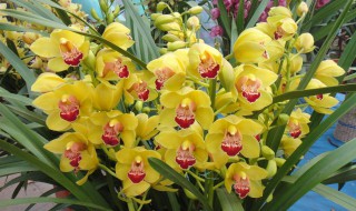 大花蕙兰几月出花芽几月开花 大花蕙兰几月份出花芽