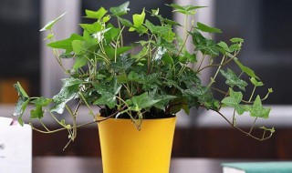 家养常青藤怎么养(家养常青藤绿植)