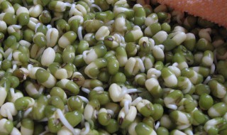 豆芽有哪几种 豆芽有哪几种做法