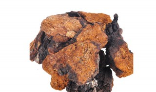 桦树茸的功效及副作用（桦树茸的正确服用方法）