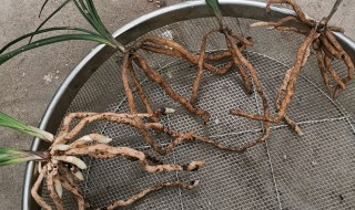 烂根最好的处理方法是什么 烂根怎么补救方法