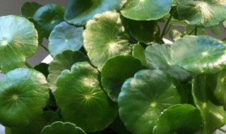 家里养什么水培植物好 室内最好养的水培植物排名