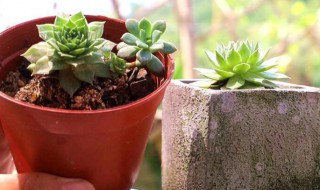 盆栽芦笋用多大的花盆 芦笋盆栽需直径多少的盆