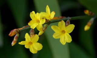 春季开花的植物有哪些 春季开花的花是什么花
