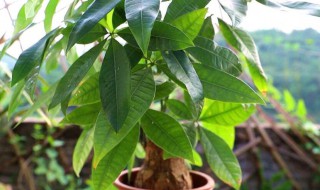 发财树树干捏着有点软还能救活吗（发财树的树干变软捏烂了能救活么）