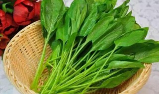 什么蔬菜含有草酸（什么蔬菜含有草酸和植酸较多）