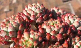 碧玉莲如何度夏 碧玉莲夏天怎么养护