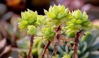 盆栽多肉密叶莲怎么养(盆栽多肉密叶莲怎么养殖)