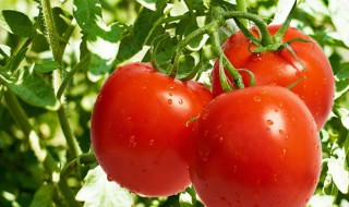 西红柿定植需要什么肥料 西红柿定植需要什么肥料呢