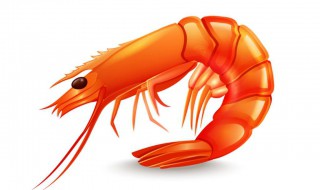 野生小虾最喜欢吃什么食物（野生虾爱吃什么）