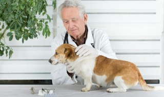 养老年犬的四大注意事项（养老年犬的四大注意事项是）