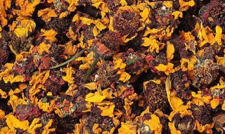 昆仑雪菊的功效与作用及禁忌(昆仑雪菊的功效与作用及禁忌和副作用细谈)