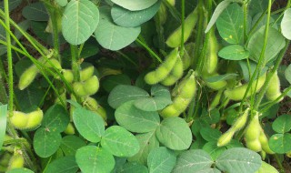 毛豆的施肥方法 毛豆的施肥方法和技术