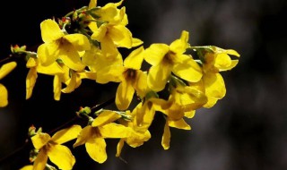 寸寸金的养殖方法和注意事项 寸寸金怎么水养