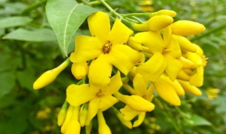 探春花的修剪方法 探春花的修剪方法图解