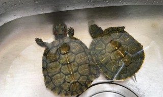 金鱼缸养龟的正确方法（金鱼缸养龟的正确方法图片）