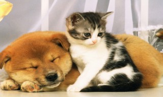 烘焙宠物零食方法 烘焙宠物零食方法大全