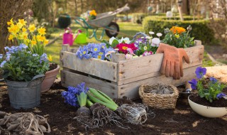 春节期间开花的花卉有哪些 春节期间开花的花卉有哪些花