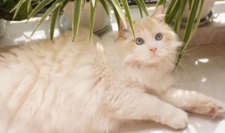 帮宠物猫猫正确刷毛的方法（帮宠物猫猫正确刷毛的方法图片）