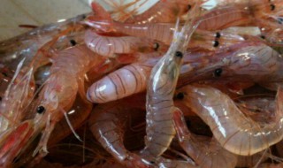 酒糟醉虾怎么做(酒糟醉虾怎么做才好吃)