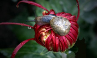 蜗牛看花的故事 蜗牛看花的故事告诉我们