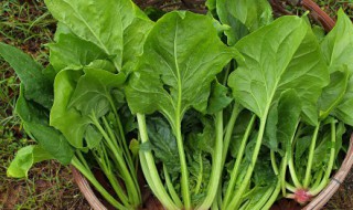 菠菜面怎么做面不容易断 菠菜面怎么做面不容易断掉