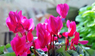 萝卜海棠育苗方法(萝卜海棠育苗方法视频)