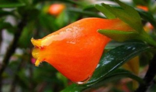 小金鱼花的饲养温度和方法(小金鱼花适合什么温度)