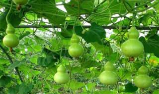 葫芦催芽最有效的方法（葫芦如何催芽）