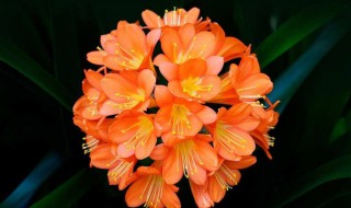 冬季君子兰的种植方法和注意事项（冬季君子兰的种植方法和注意事项视频）