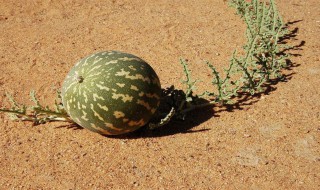 沙漠西瓜怎么挑选 沙漠西瓜怎么挑选好的