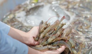 买冻虾的时候怎么挑选 买冻虾的时候怎么挑选新鲜的