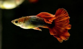 怎么挑选健康的孔雀鱼 如何挑选健康的孔雀鱼