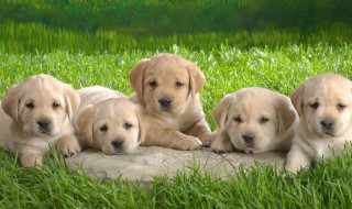 怎么挑选繁殖用的母犬 怎么选狗崽