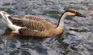 鹅拔毛窍门(鹅拔毛技巧)