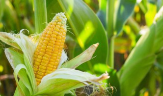 老玉米做法窍门(老玉米做法窍门是什么)