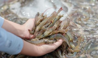银湖蒸虾做法窍门（银湖蒸虾做法窍门视频）